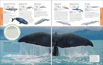 Animals A Visual Encyclopedia US - Hardback