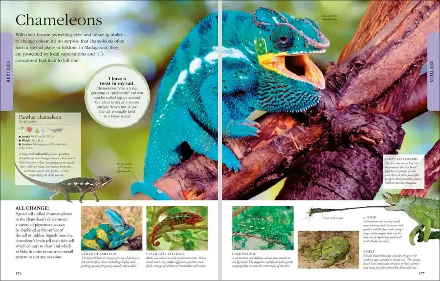 Animals A Visual Encyclopedia US - Hardback