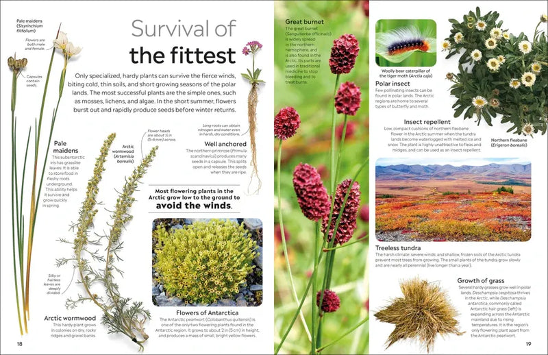 Eyewitness Arctic and Antarctic US - Paperback / softback