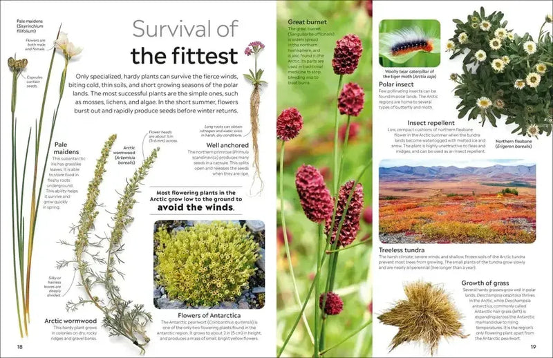 Eyewitness Arctic and Antarctic US - Hardback