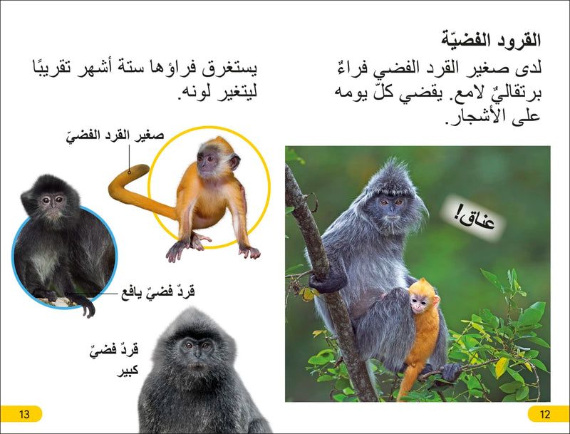 DK Super Readers Level 2 Wild Baby Animals (Arabic translation) US - Paperback / softback