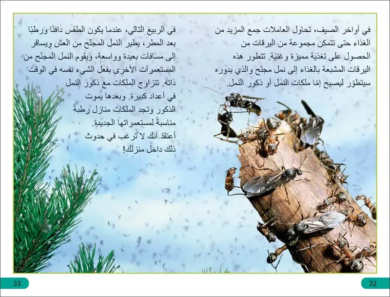 DK Super Readers Level 3 Ant Antics (Arabic translation) US - Paperback / softback