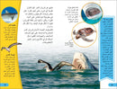 DK Super Readers Level 4 Shark Apex Predator (Arabic translation) US - Paperback / softback
