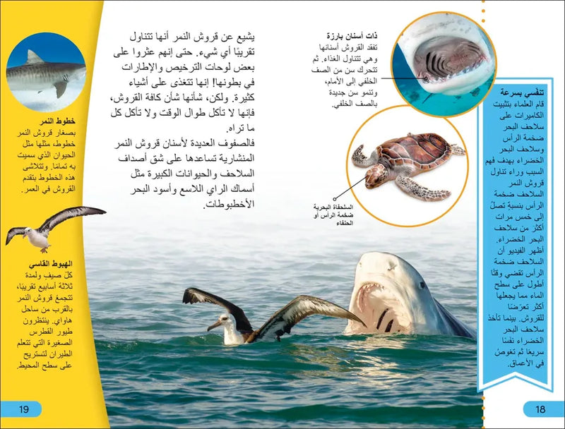 DK Super Readers Level 4 Shark Apex Predator (Arabic translation) US - Paperback / softback
