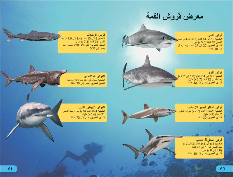 DK Super Readers Level 4 Shark Apex Predator (Arabic translation) US - Paperback / softback