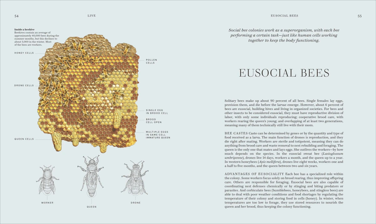 Insects US - Hardback