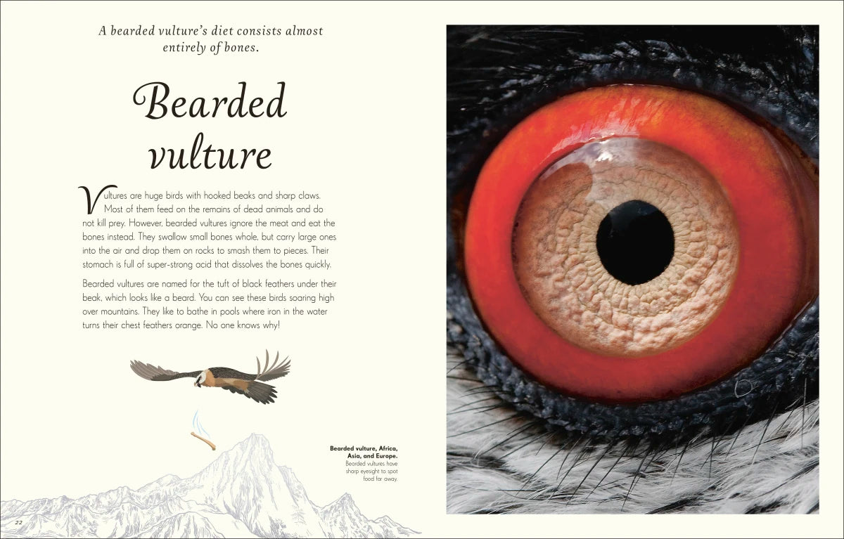 An Anthology of Exquisite Birds US - Hardback