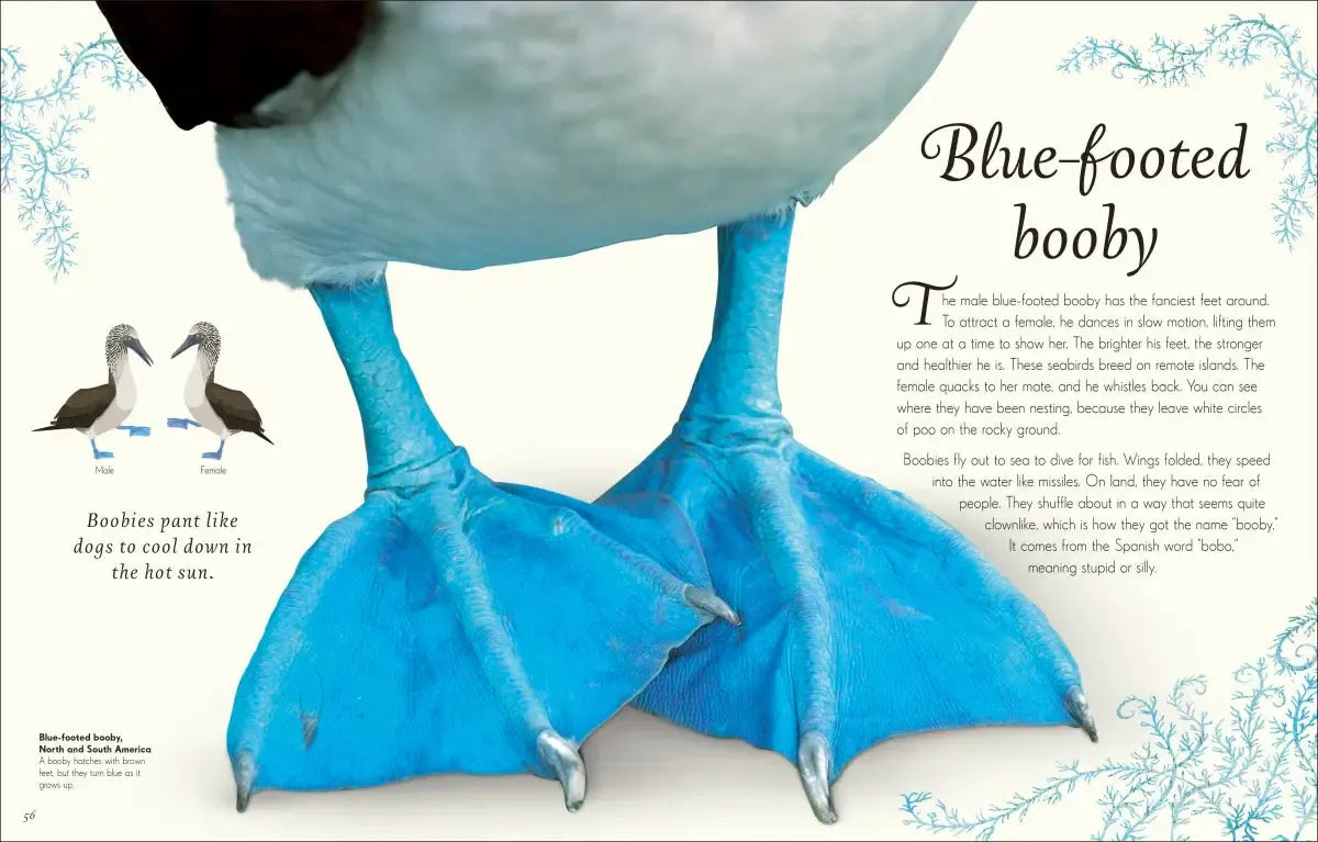 An Anthology of Exquisite Birds US - Hardback
