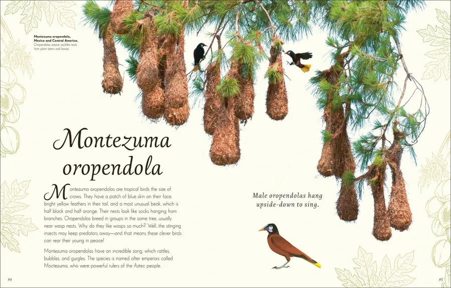 An Anthology of Exquisite Birds US - Hardback
