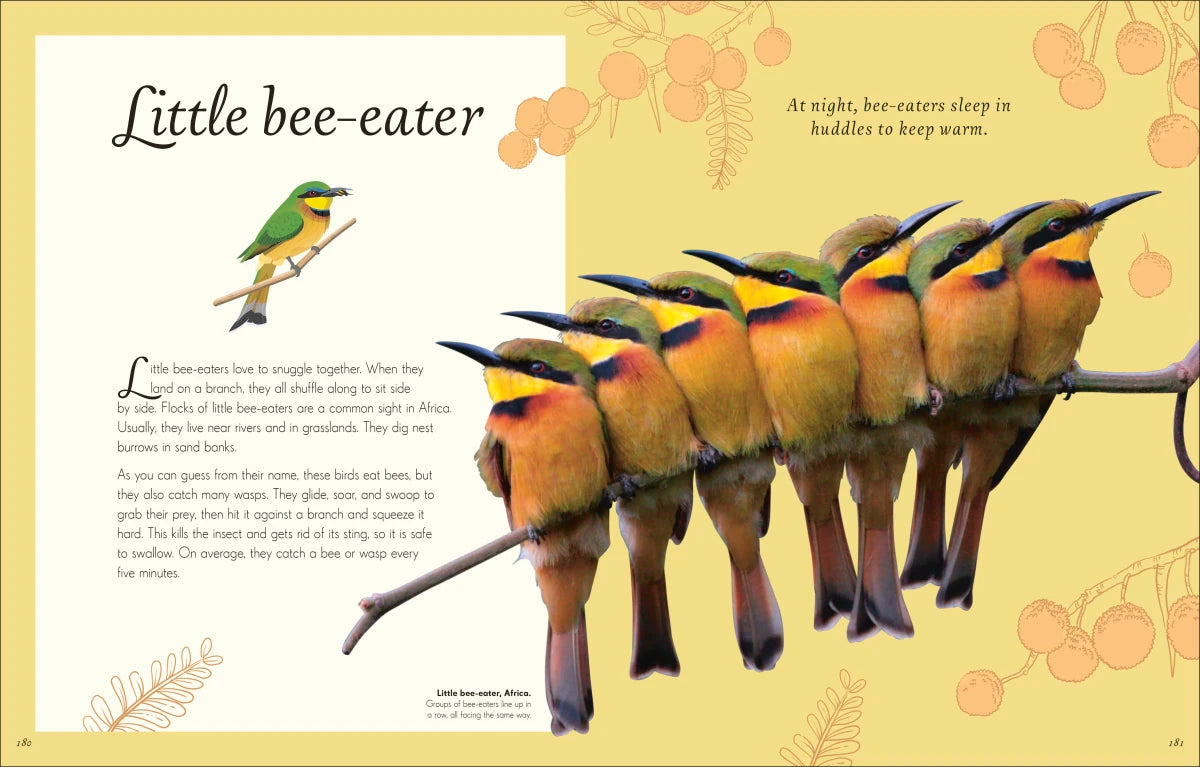 An Anthology of Exquisite Birds US - Hardback