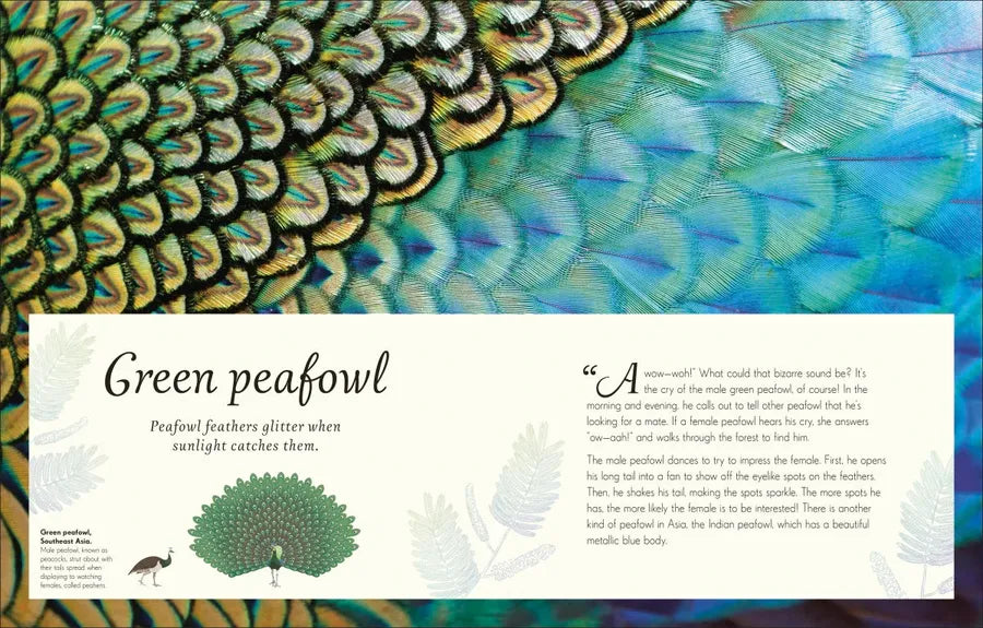 An Anthology of Exquisite Birds US - Hardback