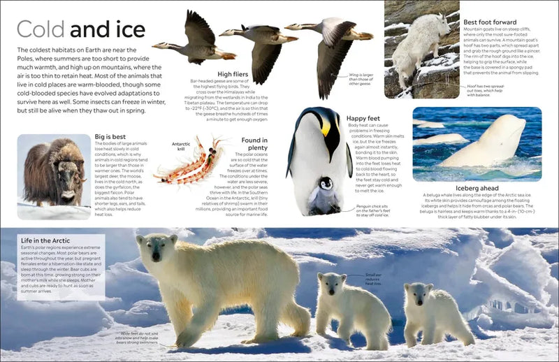 Eyewitness Animal US - Paperback / softback