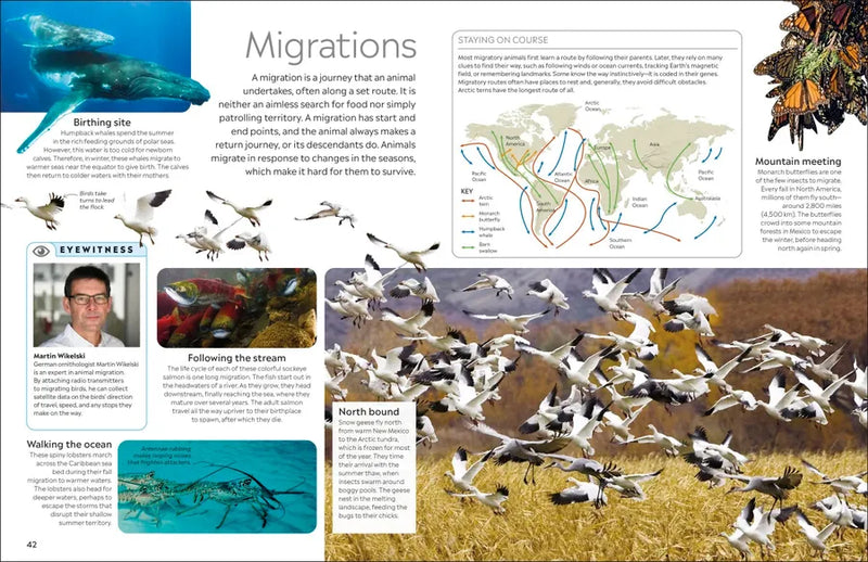 Eyewitness Animal US - Paperback / softback