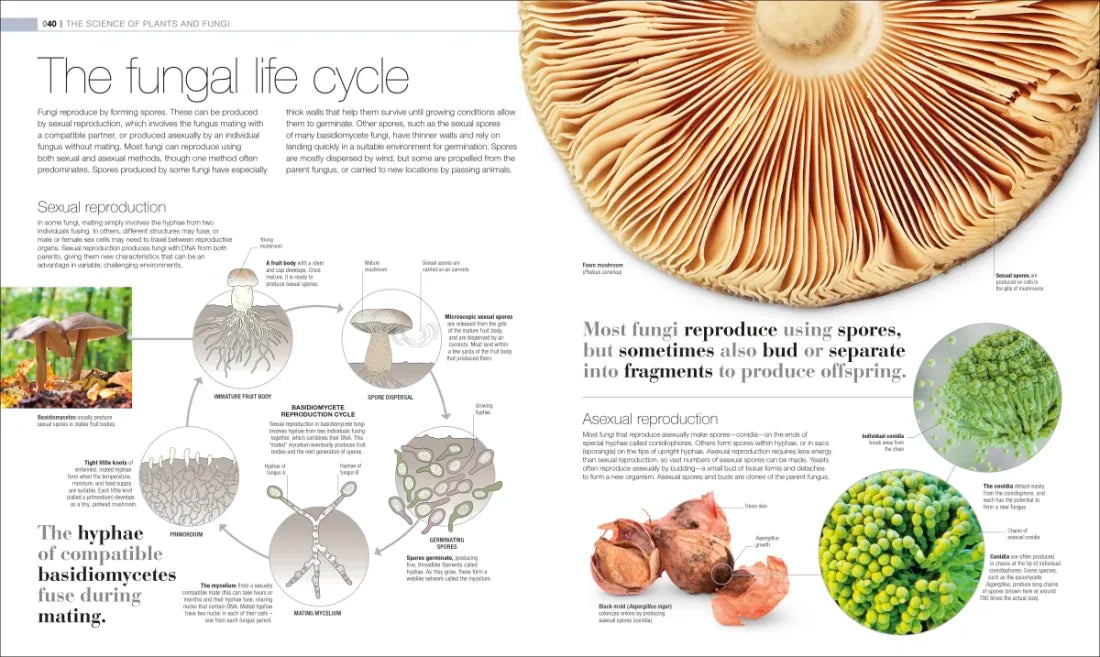 Plants and Fungi US - Hardback