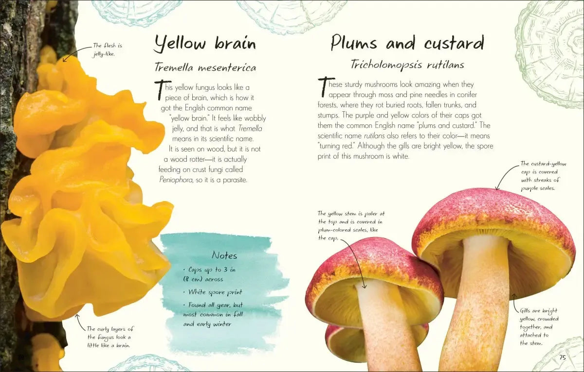 An Anthology of Fungi US - Hardback