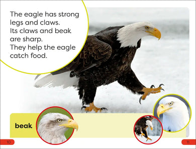 DK Super Readers Pre-level An Eagle's Tale US - Paperback / softback