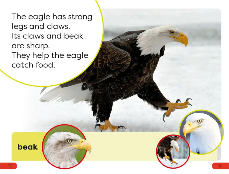 DK Super Readers Pre-level An Eagle's Tale US - Hardback