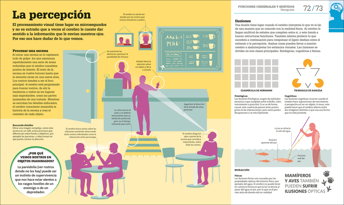 Cómo funciona el cerebro (How the Brain Works) interior 2 (ISBN 9780593847930)