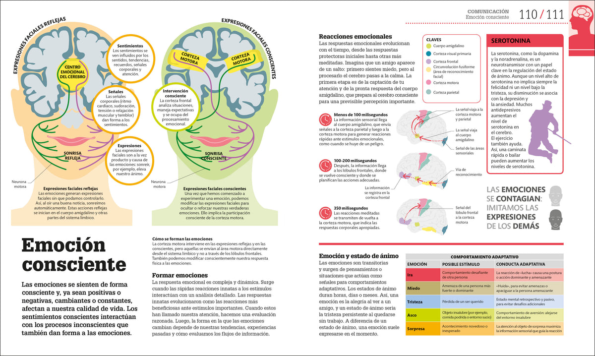 Cómo funciona el cerebro (How the Brain Works) interior 5 (ISBN 9780593847930)