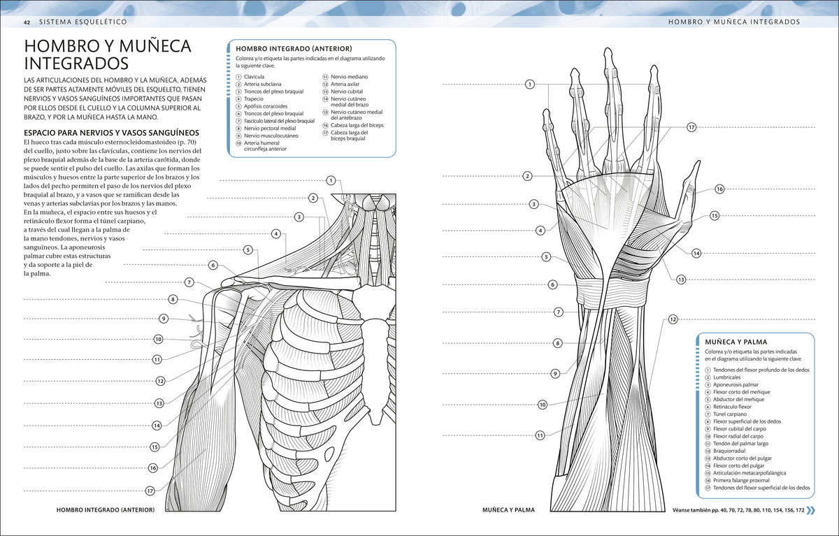 Atlas de anatomía para colorear (The Human Body Coloring Book) interior 1 (ISBN 9780593848098)