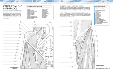 Atlas de anatomía para colorear (The Human Body Coloring Book) interior 2 (ISBN 9780593848098)