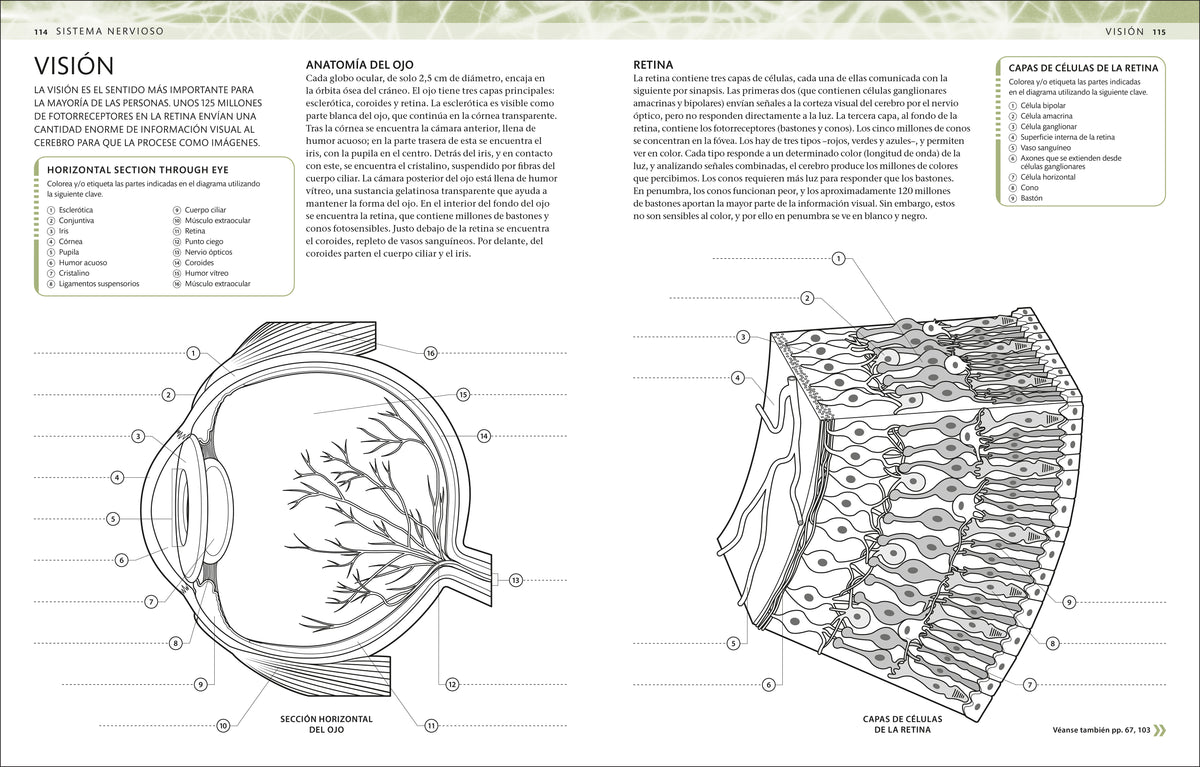 Atlas de anatomía para colorear (The Human Body Coloring Book) interior 3 (ISBN 9780593848098)