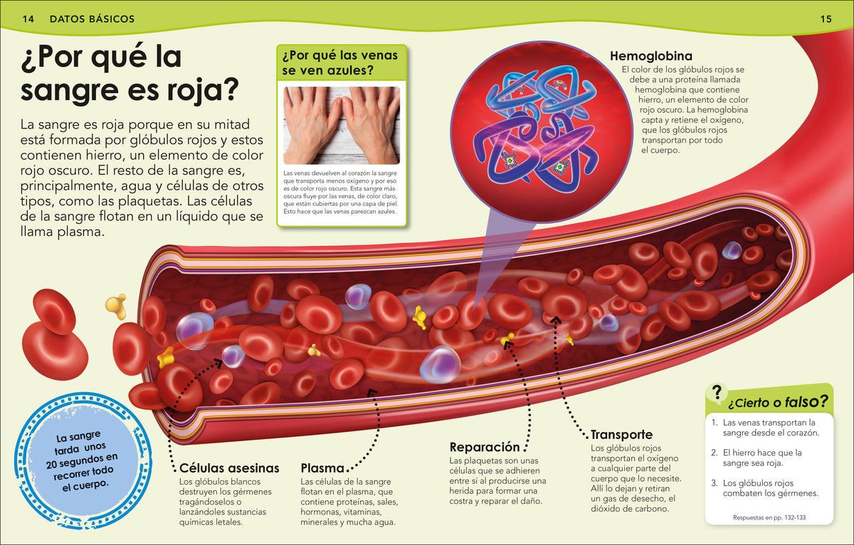 ¿Sabías qué? Cuerpo humano (Did You Know? Human Body) interior 1 (ISBN 9780593848142)