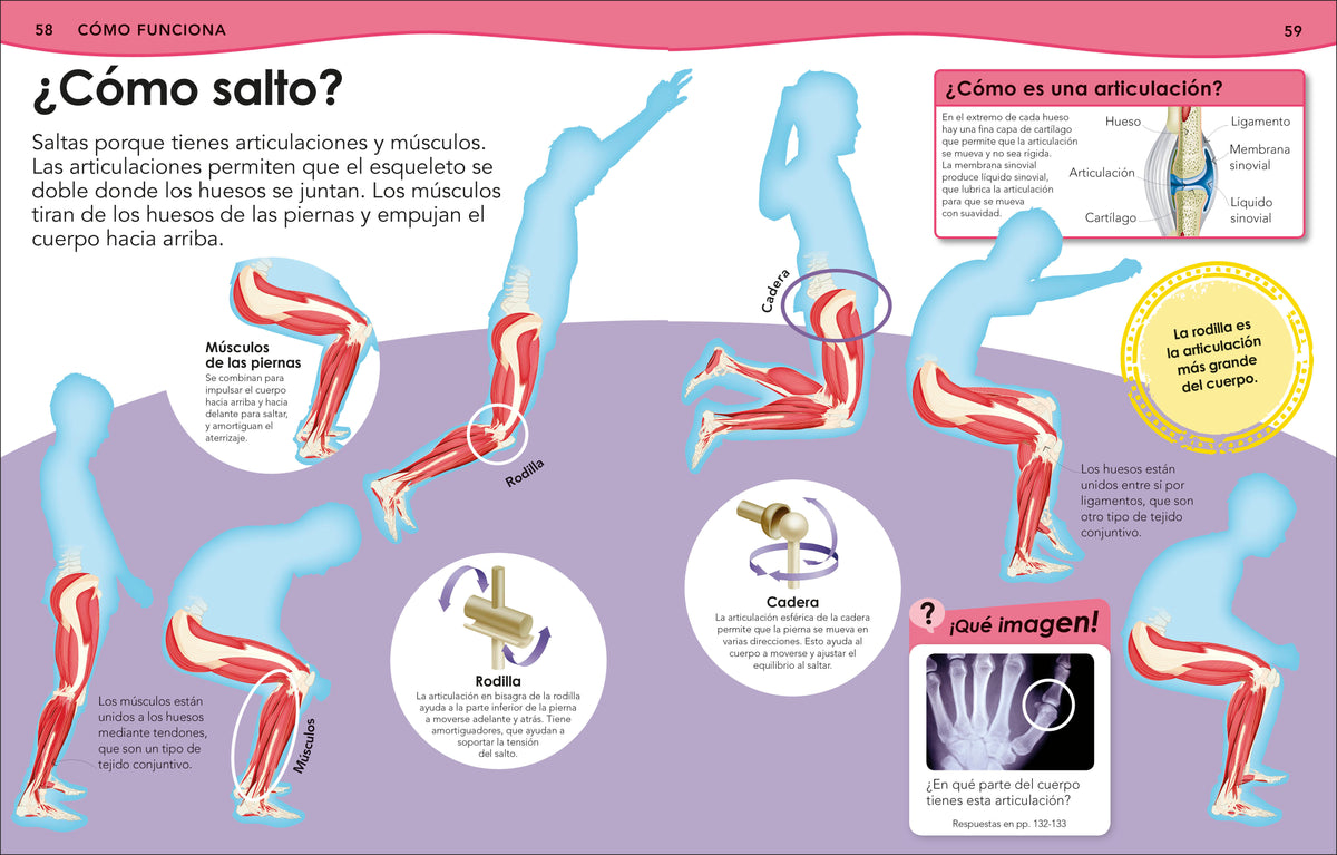 ¿Sabías qué? Cuerpo humano (Did You Know? Human Body) interior 2 (ISBN 9780593848142)