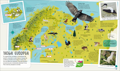Mi primer atlas de animales (Children's Illustrated Animal Atlas) interior 5 (ISBN 9780593848166)
