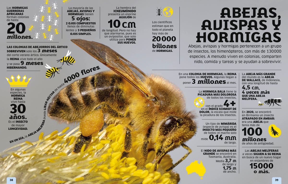 El mundo en números: Animales (Our World in Numbers Animals) interior 1 (ISBN 9780593848173)