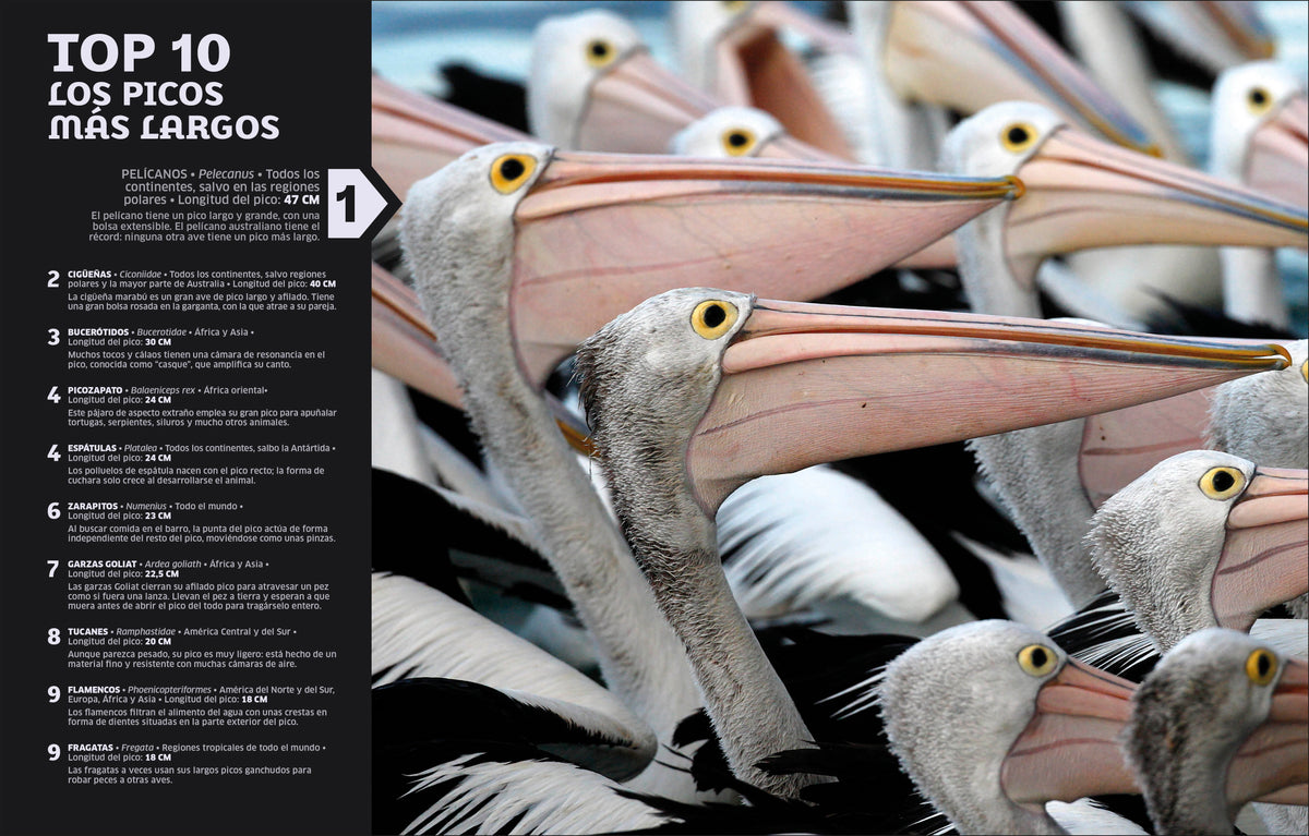 El mundo en números: Animales (Our World in Numbers Animals) interior 4 (ISBN 9780593848173)