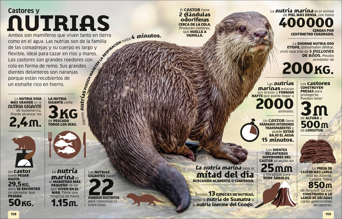 El mundo en números: Animales (Our World in Numbers Animals) interior 5 (ISBN 9780593848173)