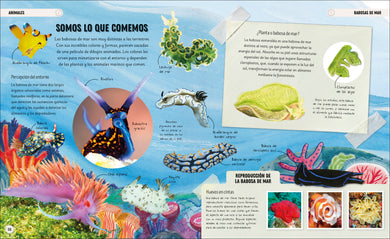Océanos increíbles (Amazing Oceans) interior 2 (ISBN 9780593848197)