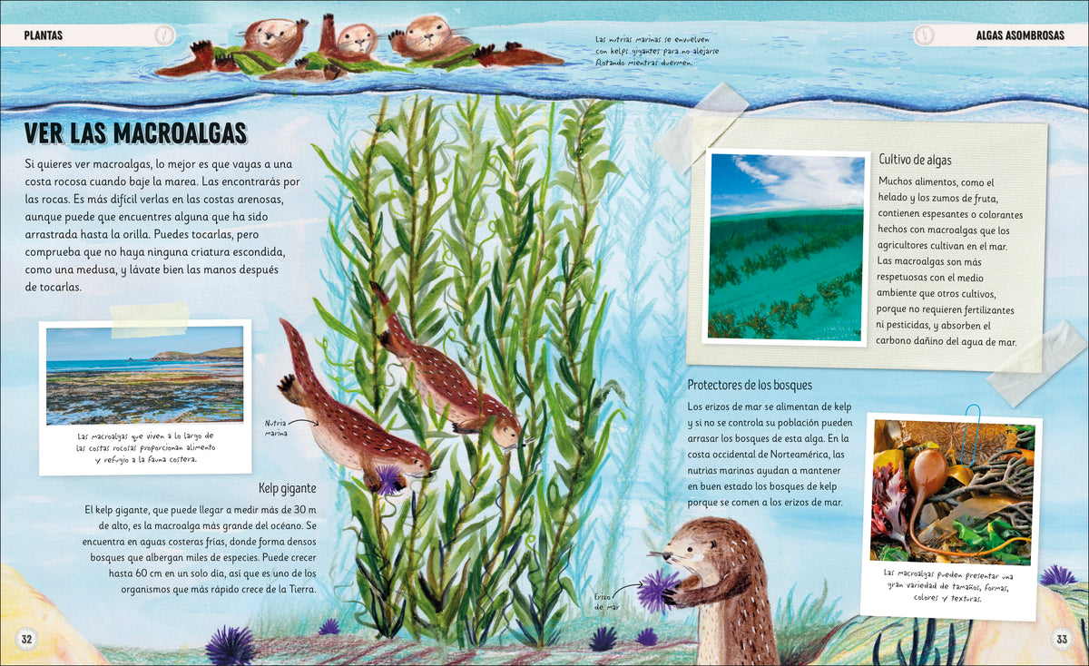 Océanos increíbles (Amazing Oceans) interior 3 (ISBN 9780593848197)