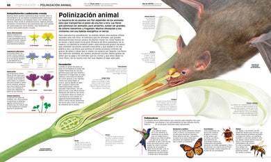 Plantas y hongos (Knowledge Encyclopedia Plants and Fungi!) interior 1 (ISBN 9780593848296)