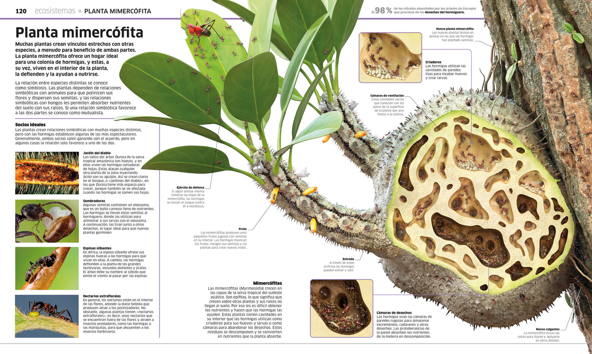 Plantas y hongos (Knowledge Encyclopedia Plants and Fungi!) interior 2 (ISBN 9780593848296)