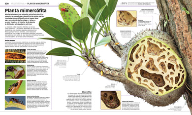 Plantas y hongos (Knowledge Encyclopedia Plants and Fungi!) interior 2 (ISBN 9780593848296)