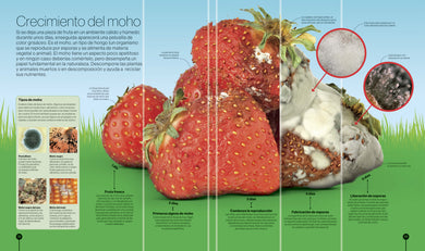 Los ciclos de la naturaleza (Timelines of Nature) interior 1 (ISBN 9780593848319)