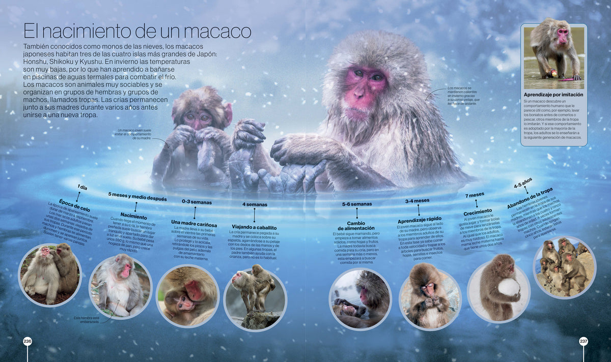 Los ciclos de la naturaleza (Timelines of Nature) interior 4 (ISBN 9780593848319)