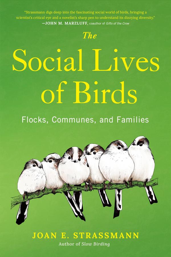 The Social Lives of Birds-Nature and the natural world: general interest-買書書 BuyBookBook