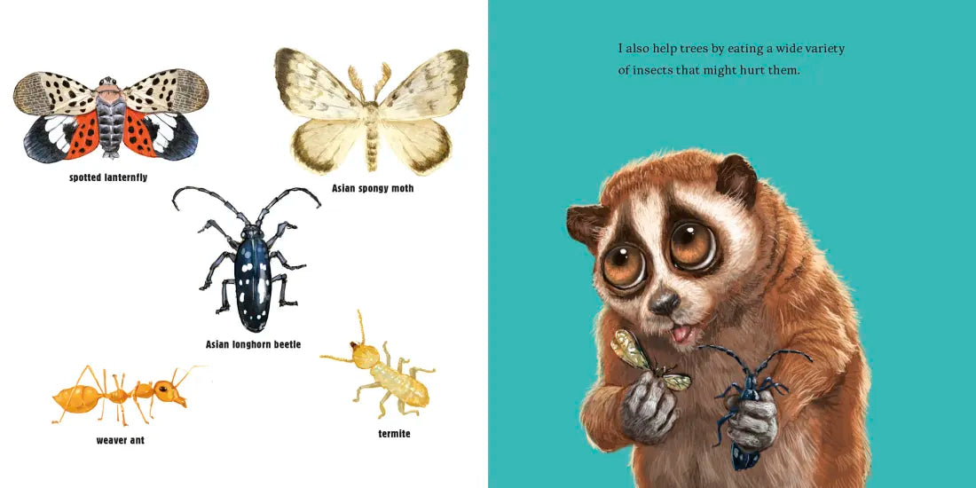 Hello, I'm a Loris (Meet the Wild Things, Book 6) US - Hardback