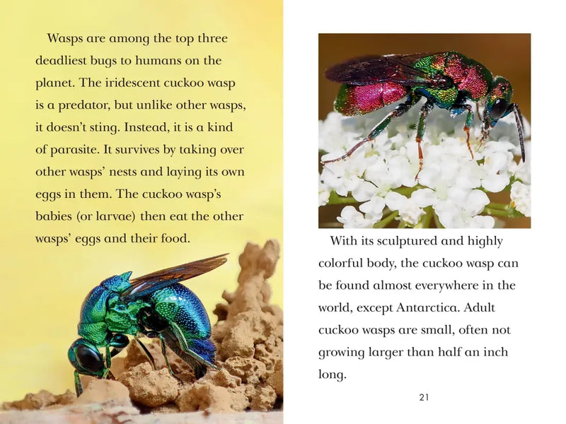 TIME for Kids: Insects US - Hardback