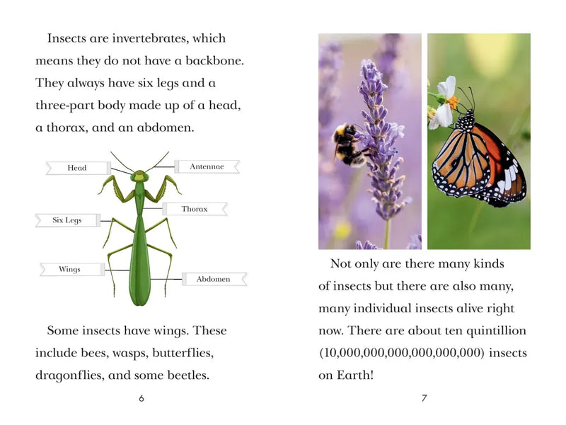 TIME for Kids: Insects US - Hardback