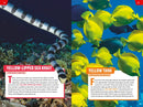 TIME for Kids: Spectacular Sea Creatures US - Paperback / softback