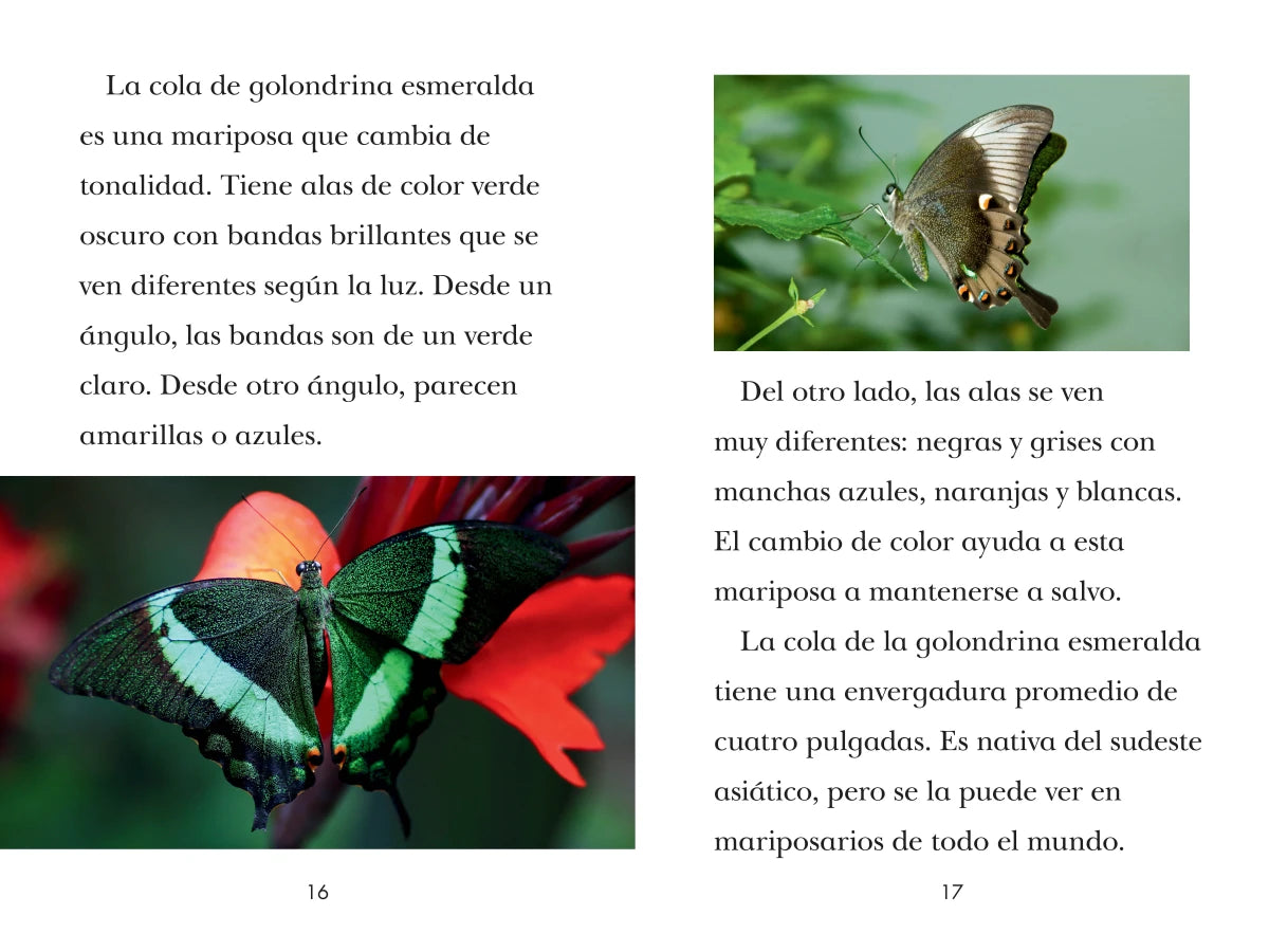 TIME for Kids: Insectos (TIME for Kids: Insects Spanish Edition) US - Paperback / softback