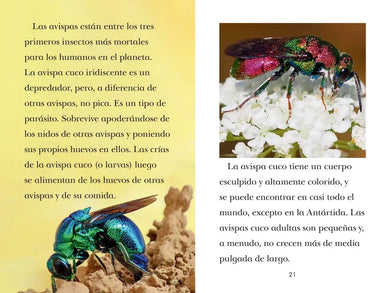 TIME for Kids: Insectos (TIME for Kids: Insects Spanish Edition) US - Paperback / softback