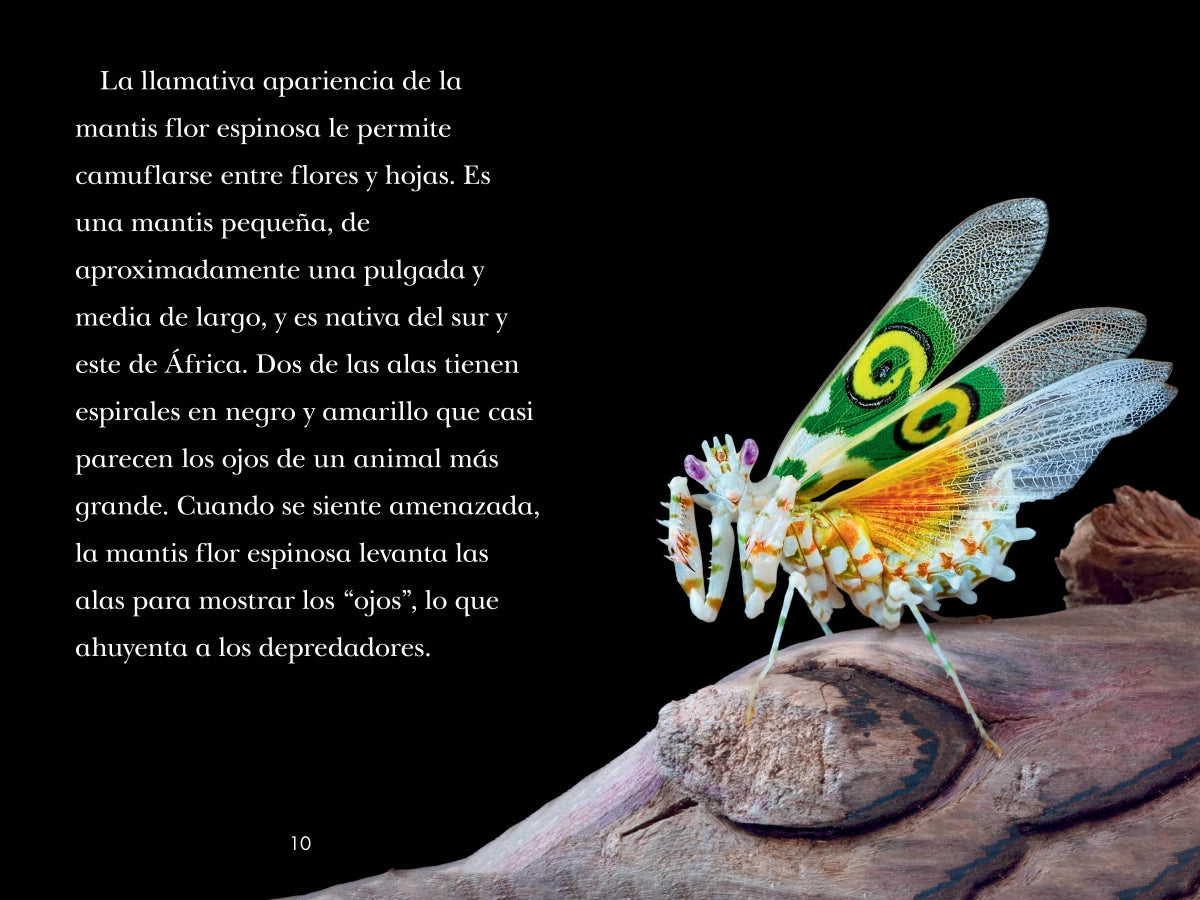 TIME for Kids: Insectos (TIME for Kids: Insects Spanish Edition) US - Hardback