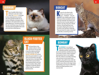 TIME for Kids: Big Cats, Small Cats US - Paperback / softback