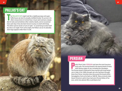 TIME for Kids: Big Cats, Small Cats US - Paperback / softback