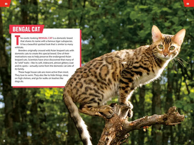 TIME for Kids: Big Cats, Small Cats US - Paperback / softback